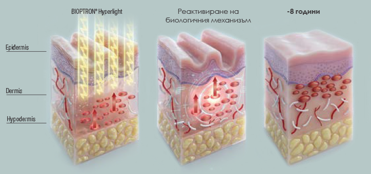 плътност-кожа3-copy.png